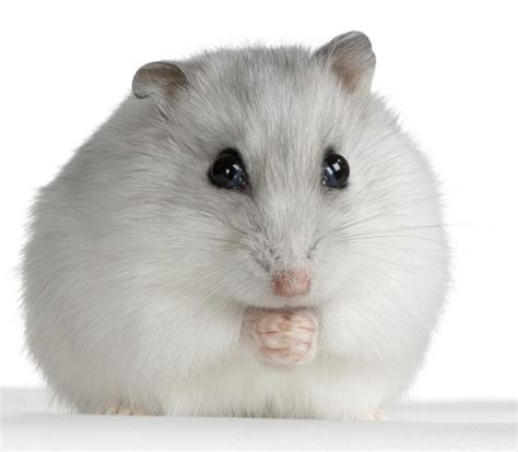 Winter White Russian Dwarf Hamster Hamsters As Pets Hamster Cute