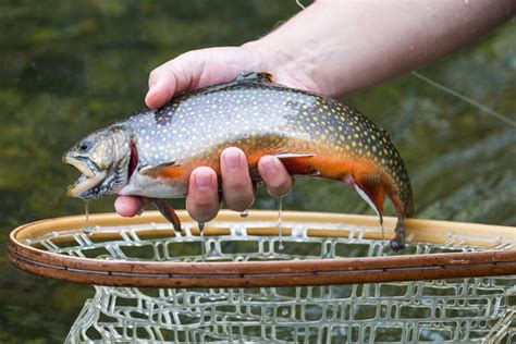 Maine Fly Fishing Where To Fish In Maine Trident Fly Fishing