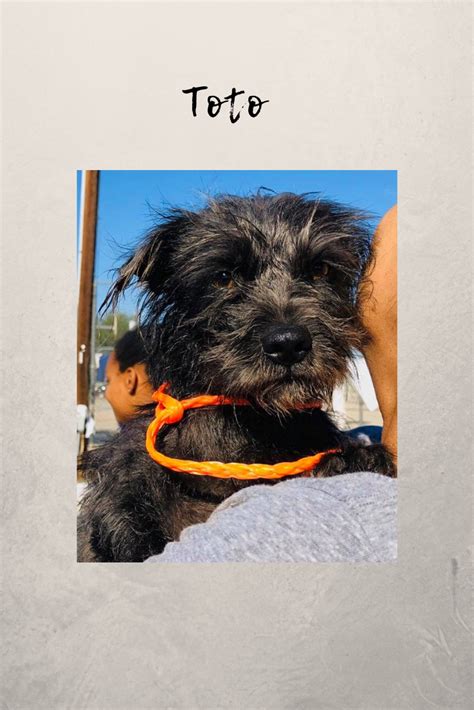 Adopt Toto | Small dog adoption, Pet adoption near me, Animal shelters ...