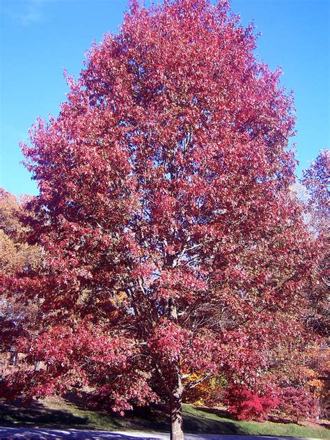 Fagaceae Quercus Coccinea Scarlet Oak Autumn Foliage Flickr