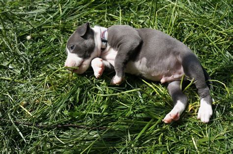 All stock sales support animal shelter adoption rescue photography. (1) Tumblr | Paws rescue, Pitbull puppy, American pitbull ...