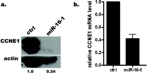 mir 16 1 regulates ccne1 expression at the post transcriptional level download scientific
