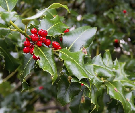 What Does An American Holly Tree Look Like