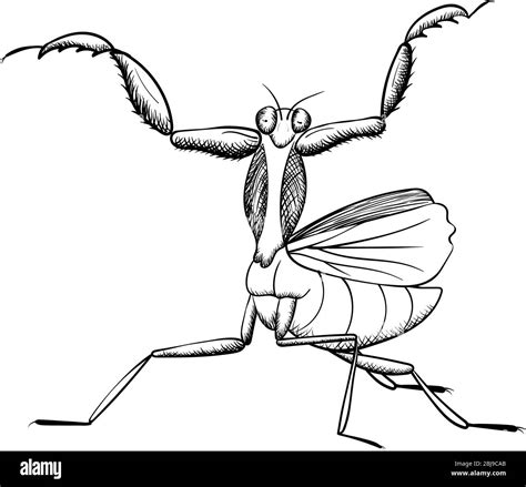 White Praying Mantis Stock Vector Images Alamy