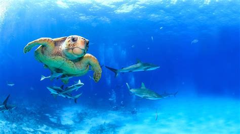 Stuart Coves Dive Bahamas Nassau Paradise Island