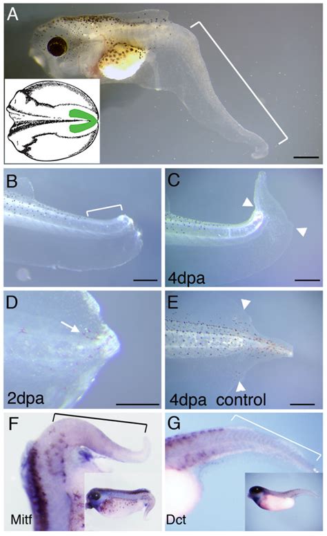 Tail Regeneration In Normal And Neural Crest Extirpated Tadpoles A A