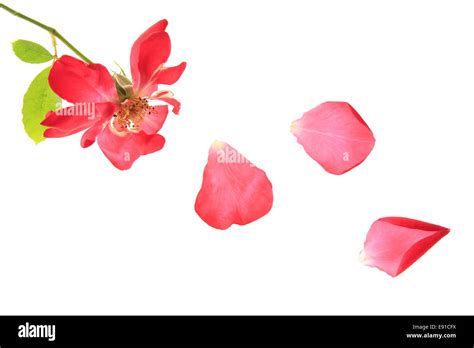 Pétalos De Rosa Roja Cayendo Fotografías E Imágenes De Alta Resolución