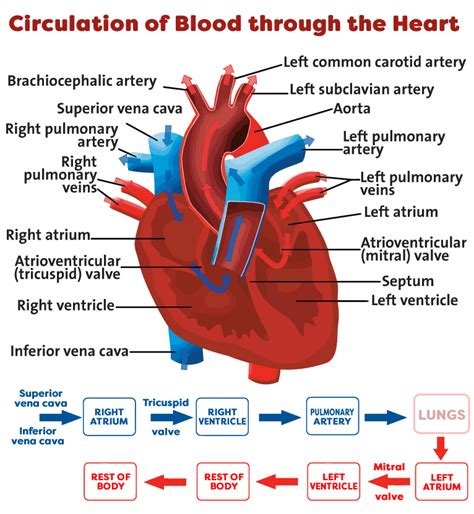 Human Heart Circulation Diagram