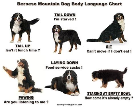 Language Dog Body Language And Mountain Dogs On Pinterest