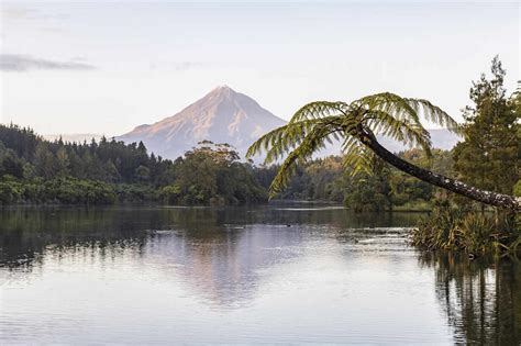 New Zealand Palm Tree Growing On Forested Shore Of Lake Mangamahoe