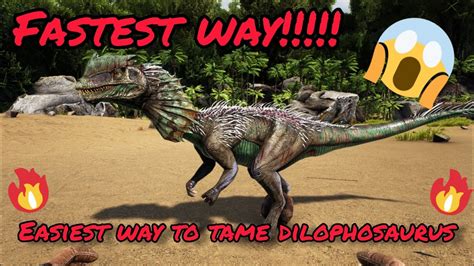 Fastest Way To Tame Dilophosaurus In Ark Survival Evolved How To Tame