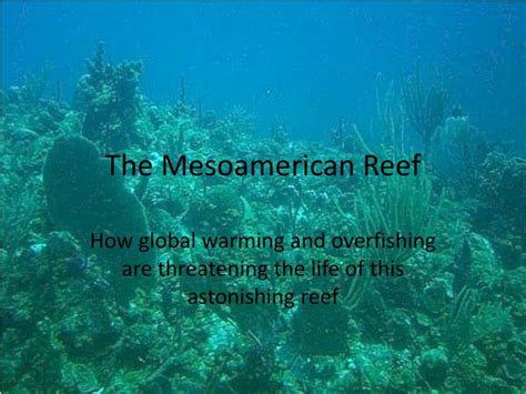 Ppt The Mesoamerican Reef Powerpoint Presentation Free Download Id