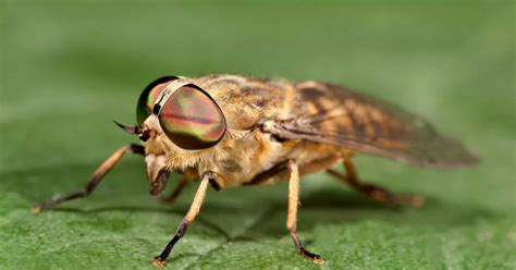 How To Tell If A Horsefly Has Bitten You And What To Do About It