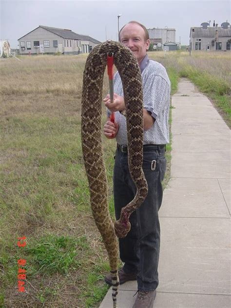 Maybe you would like to learn more about one of these? Snakes (Harrisville, Monongah, Man: high school ...