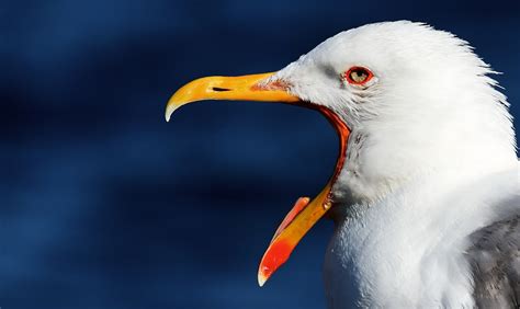White Bird With Orange Beak Photo Free Bird Image On Unsplash