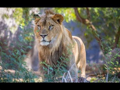 Oakley is picking up on some nervous energy, and that's not something you want to have around a wild wolverine. LION KINGDOM - S01E02 || HUNTER of GIANTS - Nat Geo WILD.