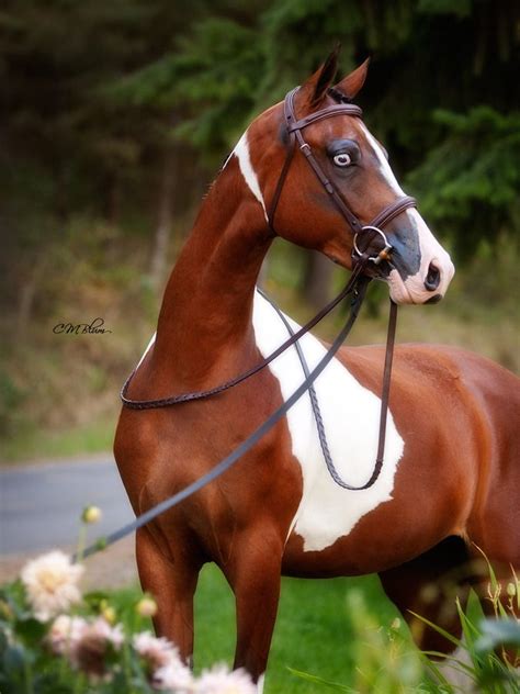 Tickled Fancy In 2021 Horses Beautiful Horses Horse Breeds