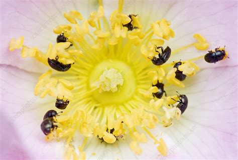 Common Pollen Beetles Feeding Stock Image B7861044 Science Photo