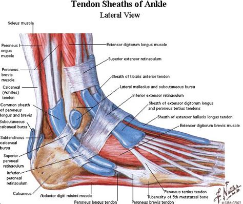 The structure, range of functions, blood supply, nerve supply, biochemical composition and development of tendons and ligaments are reviewed. 8 best foot pictures images on Pinterest | Physical therapy, Ankle ligaments and Health