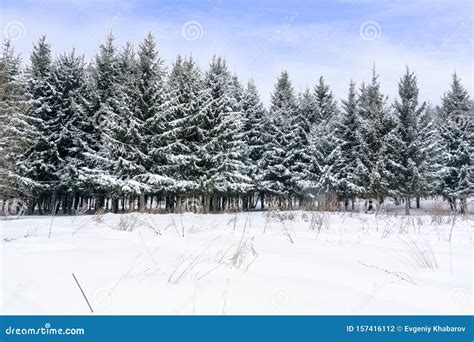 Christmas Background With Snowy Fir Trees Snow Covered Trees In The