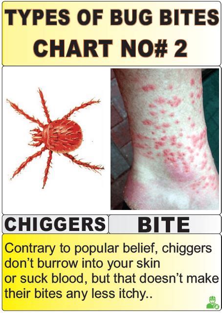 12 Most Harmful Types Of Bug Bites Chart Explained Y L P C