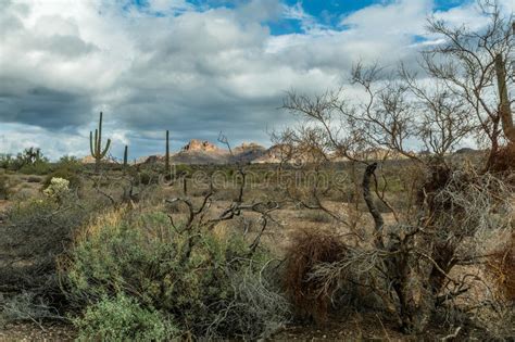 The Diverse Beauty Of The Desert Landscape Of Arizona Stock Image