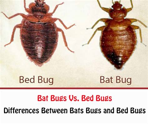 Bat Bugs Vs Bed Bugs