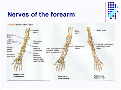 Clinical anatomy of the upper limb - презентация онлайн