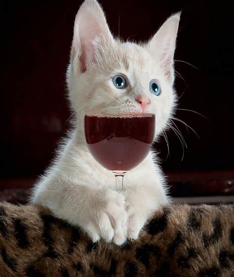 猫 可愛い 子猫 Pixabayの無料写真 Pixabay