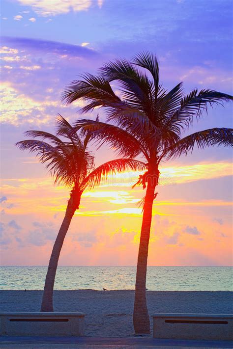 Miami Beach Florida Colorful Summer Sunrise Or Sunset With Palm Trees Stock Photo Image Of