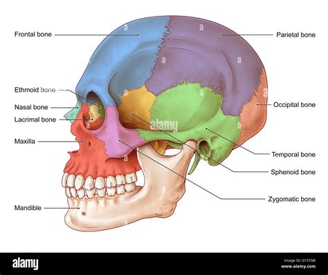 An illustration of the human skull from a lateral view. The bones of