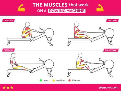 What Muscles Does A Rowing Machine Work