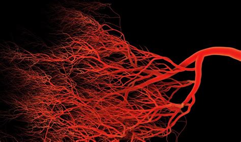 Coronary arteries supply oxygenated blood to the heart muscle, and cardiac veins drain away the blood once it has been deoxygenated. The Science Of Sprouting New Blood Vessels | Asian ...
