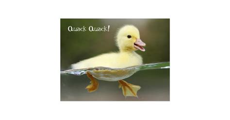 Duckling Quack Quack Postcard Zazzle