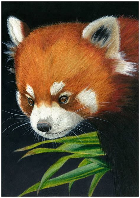 Original Red Panda Colour Pencil Art By Cassandrahanleyart On Etsy