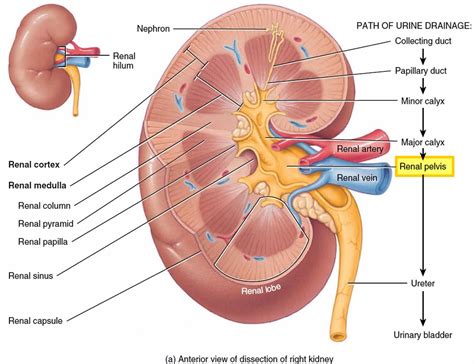 Kidney cancer is the abnormal growth of cells in kidney tissue. Renal pelvis anatomy, function, blockage, cancer & stone