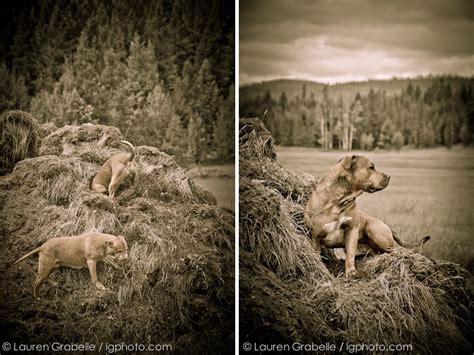 Lauren Grabelle Photography Backcountry Dogs ~ Montana