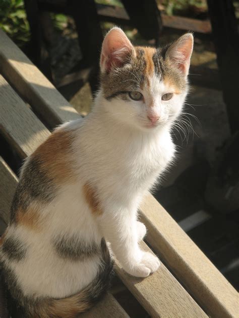 Calico With Little White Cat