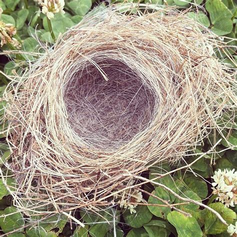 Empty Nest Hicksville News