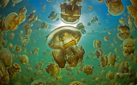 Todays Bing Wallpaper Golden Jellyfish Of Palau Rstardewvalley