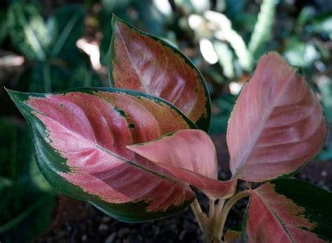Susuai namanya, tanaman ini termasuk tanaman hias daunnya karena memiliki daun. Jenis Tanaman Hias Aglaonema yang Populer Beserta Harganya ...