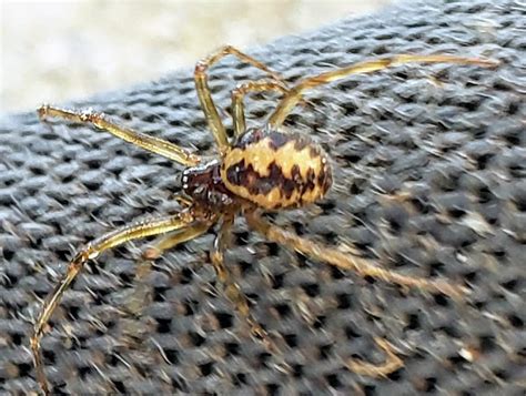 Steatoda Triangulosa Triangulate Cobweb Spider In Leander Texas
