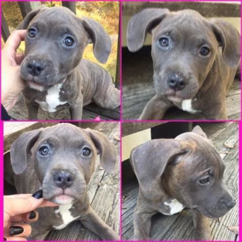 They may require a little bit more work when it comes to training, but it is worth it if if you train and socialize this breed as a puppy, they are more likely to be able to get along with other. UKC Blue Nose PitBull Puppies for Sale in Bushkill ...