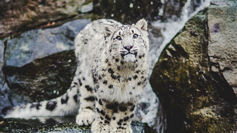 Download Wallpaper 1920x1080 Snow Leopard Emotions Funny Big Cat Full Hd Hdtv Fhd 1080p Hd