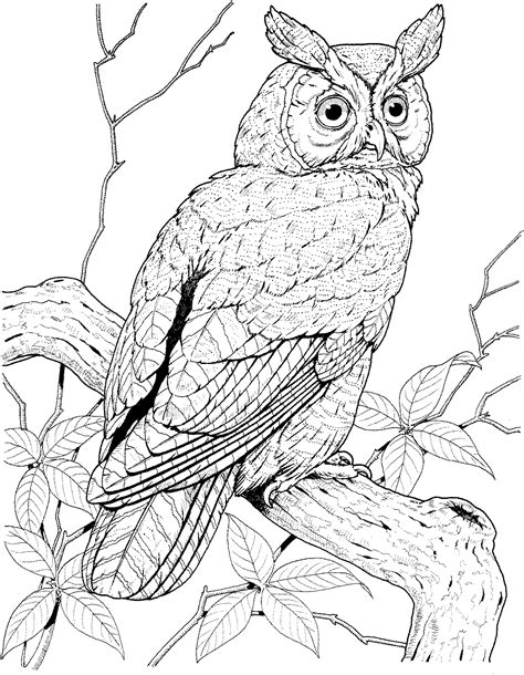 Owl Coloring Pages