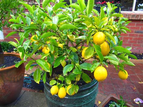 Aprende A Cultivar LimÓn En Maceta Tu Consulta Gratis