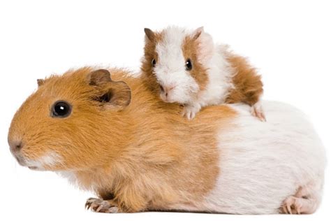 Two Baby Guinea Pigs By Calina Bell Ph
