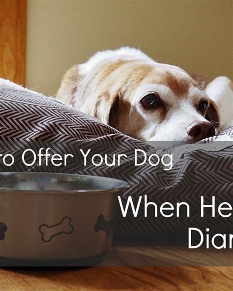 Best dog food for dogs with diarrhea. 6 Best Probiotics for Dogs With Diarrhea and Allergies ...
