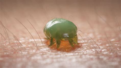 Insects That Burrow In Human Skin