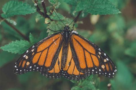 Monarch Butterfly Numbers In Mexico Rise By 35 Mexico Institute